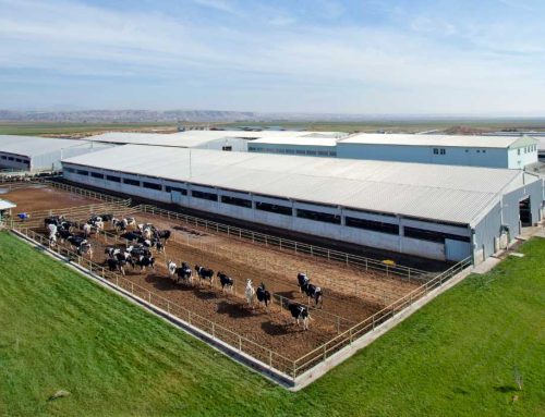 Maximizing Space with Pre-Engineered Metal Buildings: A Smart Solution for Industry-Specific Needs